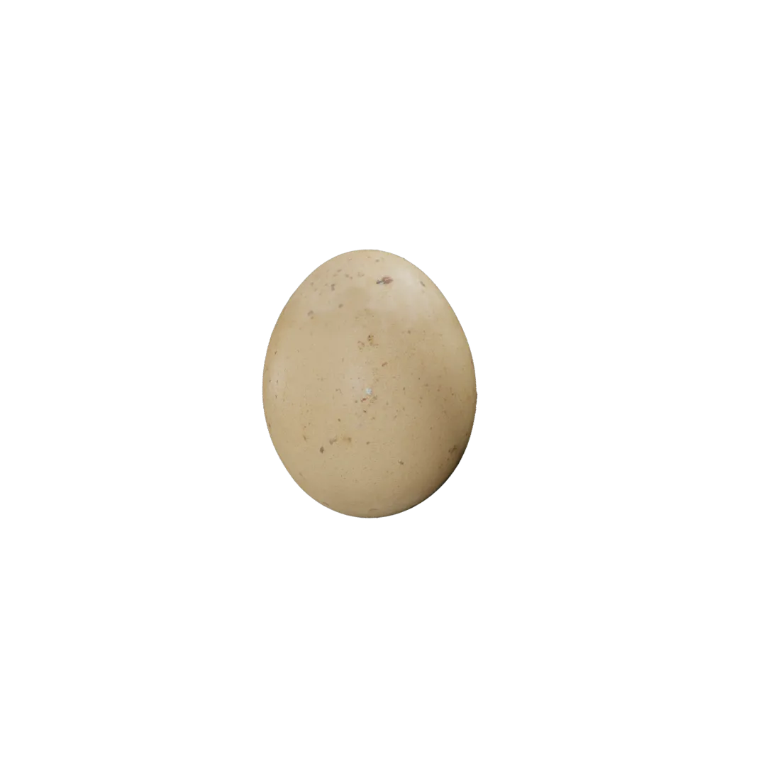 Egg 3D Model