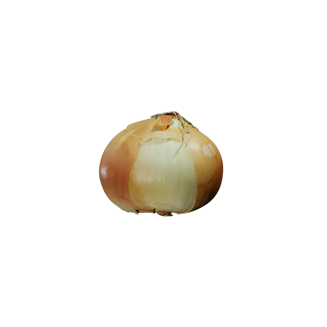 Onion 3D Model