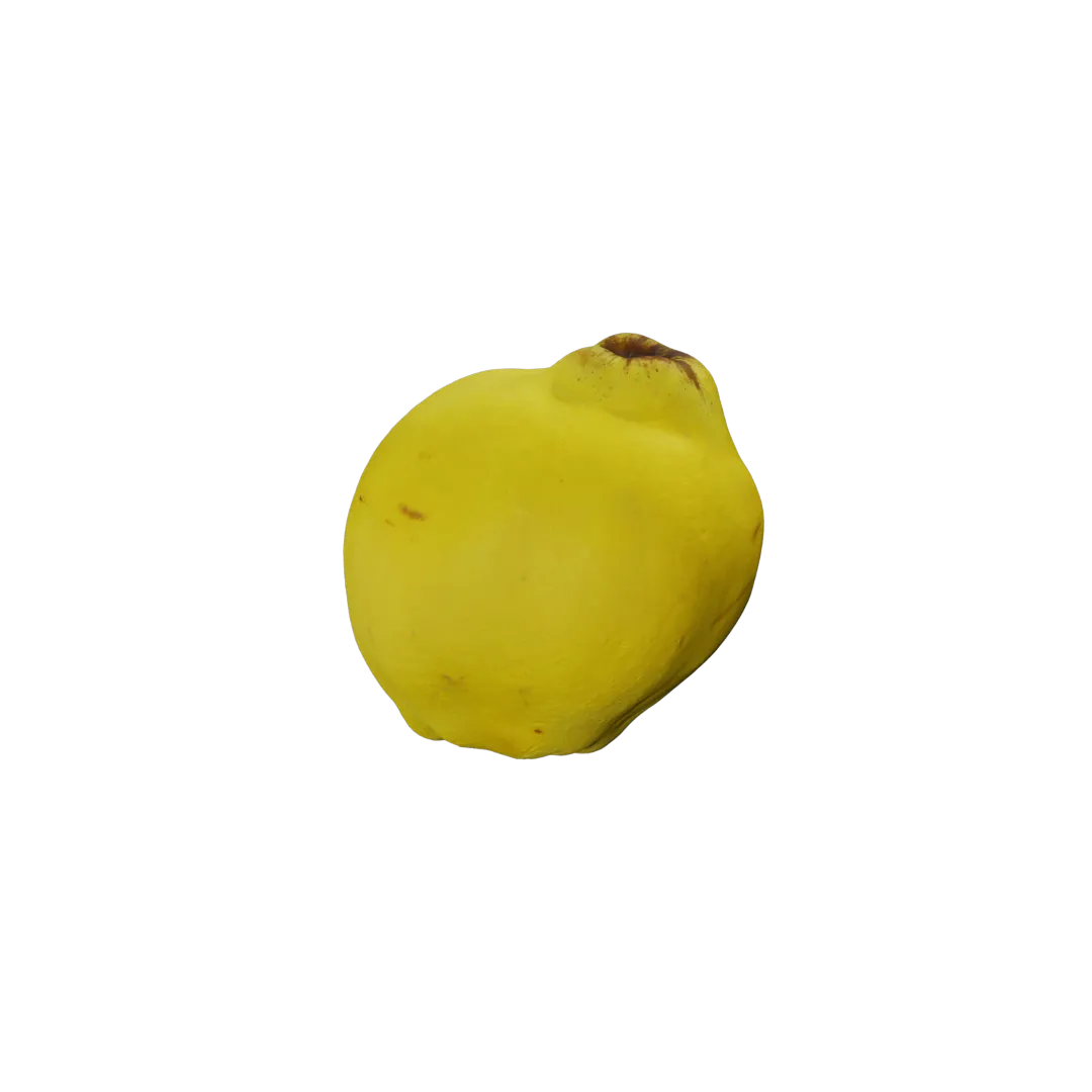 Quince 3D Model